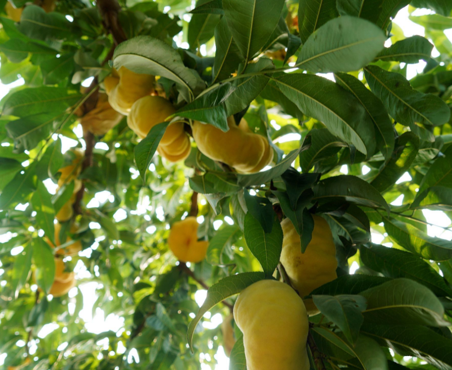 仙寿品牌黄金蟠桃桃树苗 蟠桃新品种适宜北方水土种植