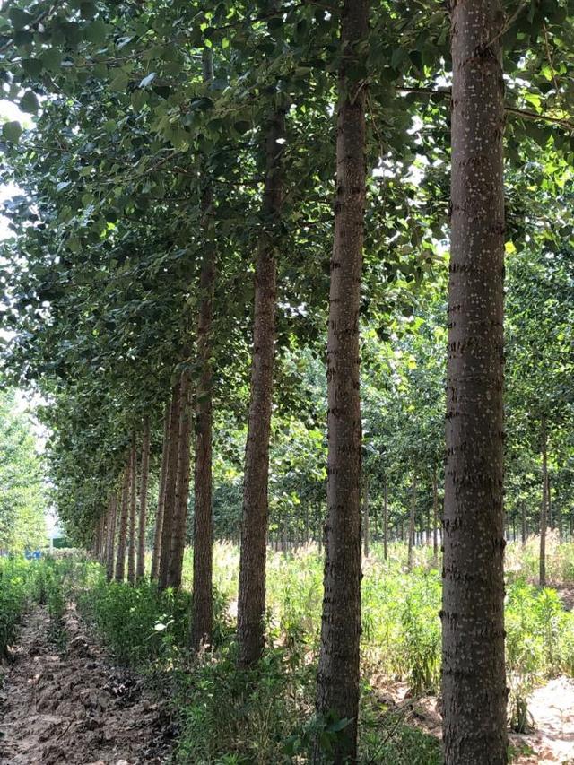 这种杨树不飞絮!我省培育出无絮黑杨新品种