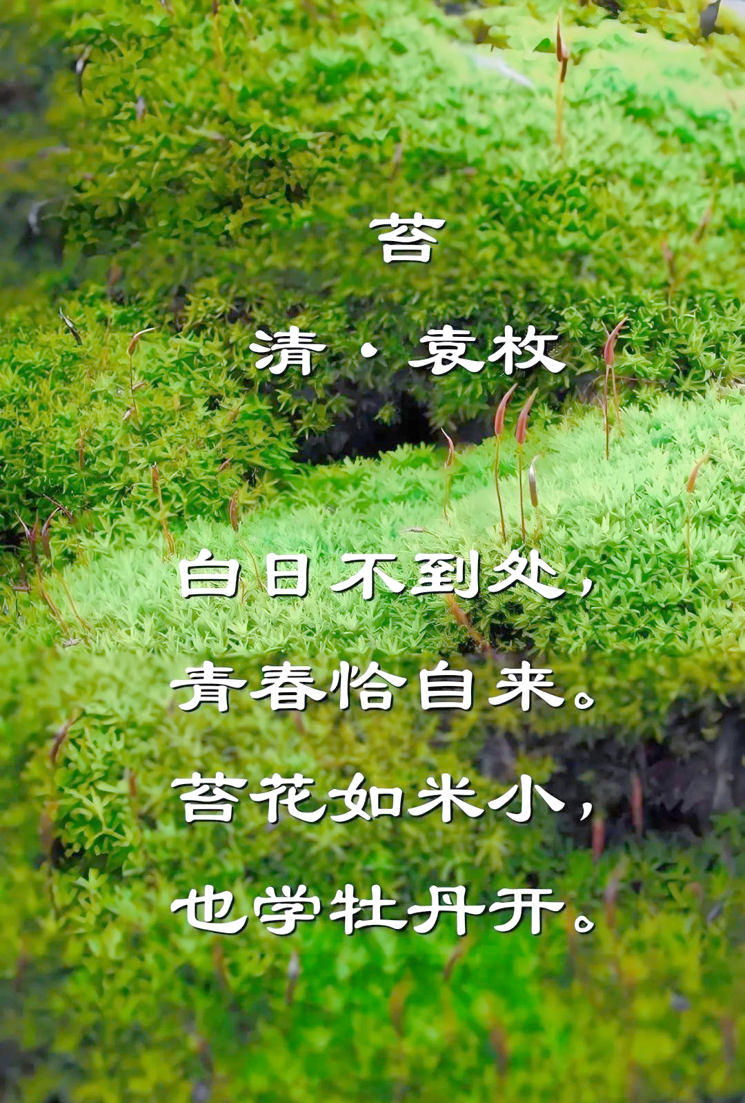 袁枚的《苔》诗:简短而深刻的生命之歌,抚慰了世人260年!