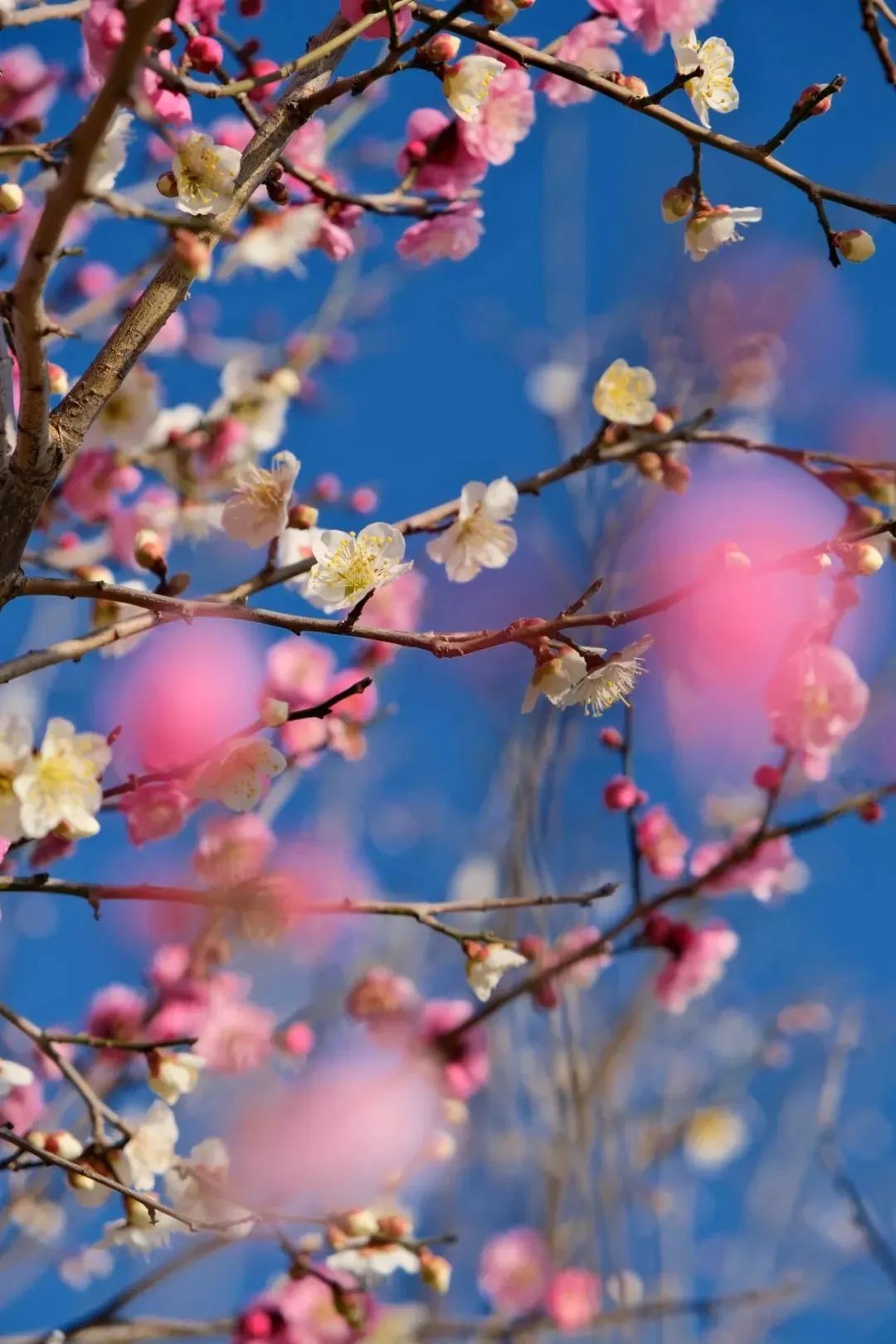 上海有这么多梅花展快乘坐公共交通赴一场梅好约会
