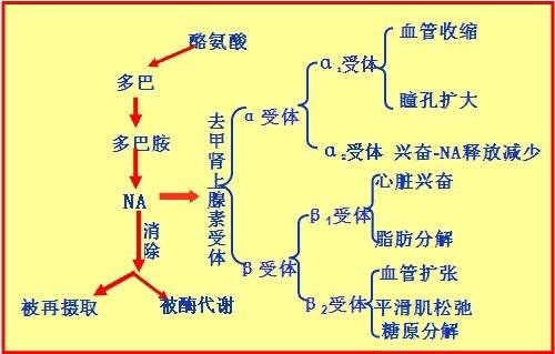 受体示意图图片