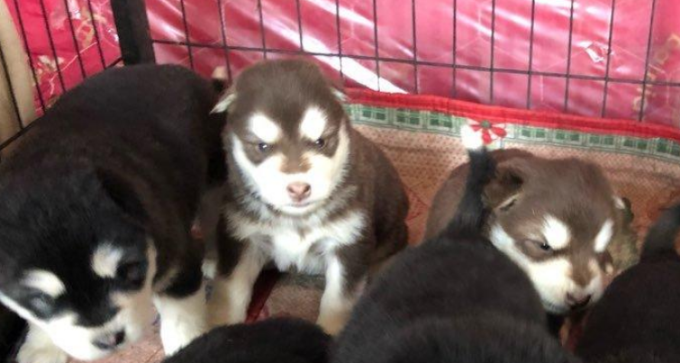 狗崽崽重庆话什么意思