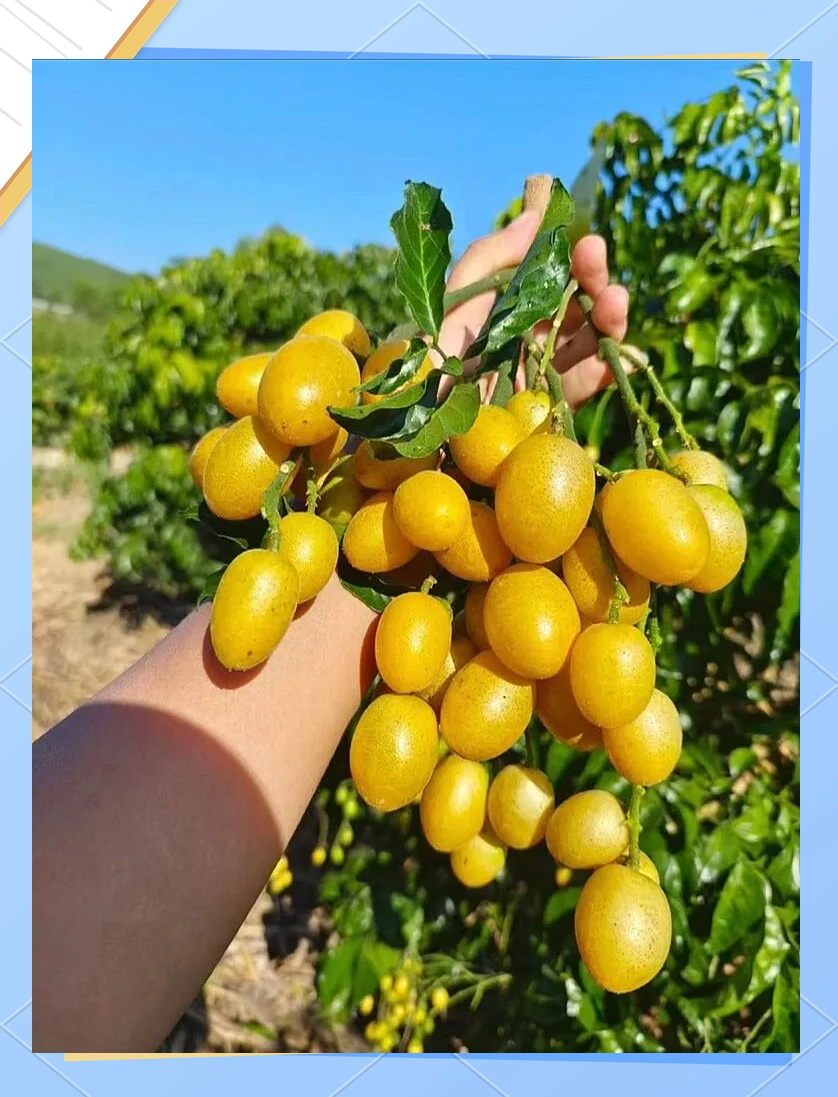 广西黄皮果:夏日限定的网红水果,解锁多种吃法