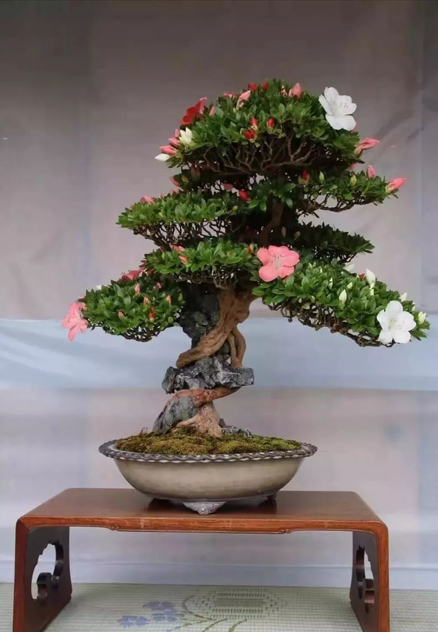 杜鹃花盆景的养护方法