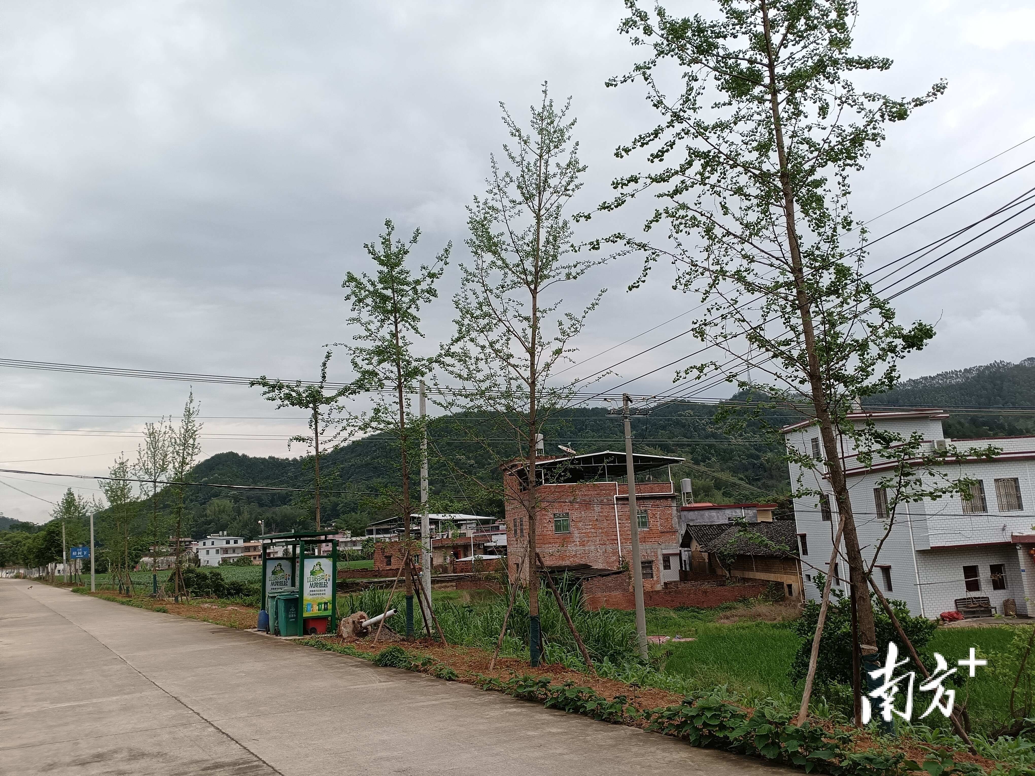 兴宁市石马镇:乡野绿意浓,处处展新颜