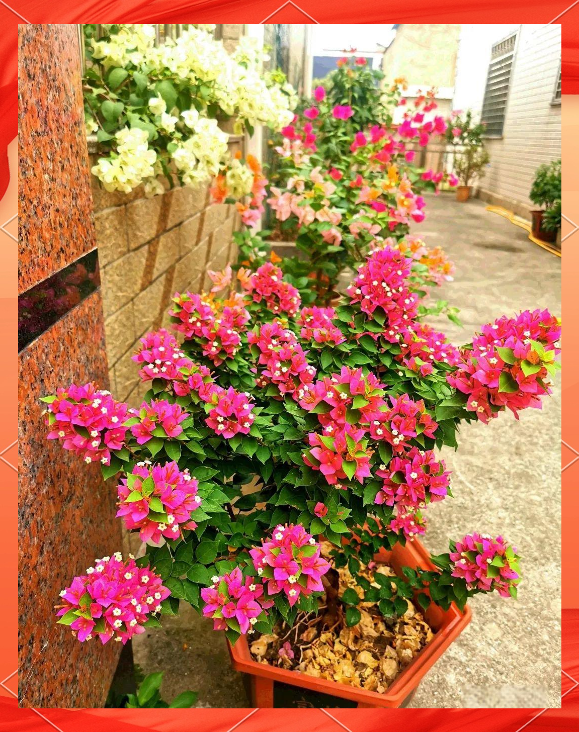 三角梅"塔紫":阳台党不可错过的靓丽选择