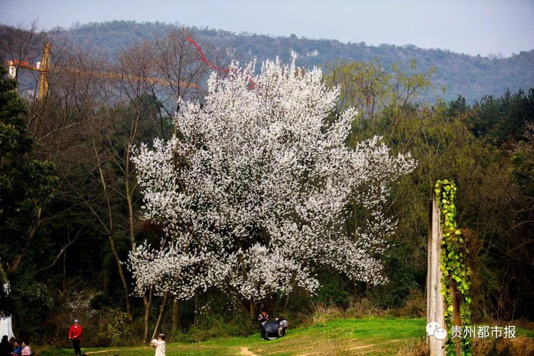贵阳药用植物园高10米的樱桃树开花了,是心动的感觉呀!