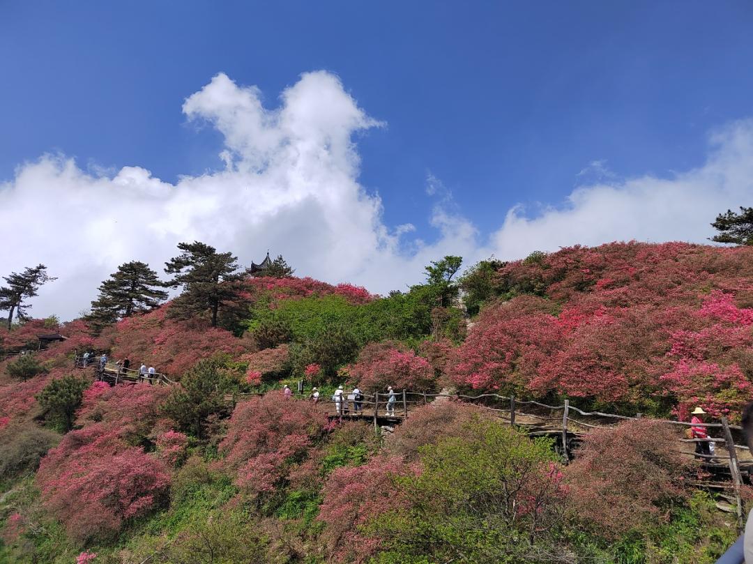 421龟峰山杜鹃花海实况