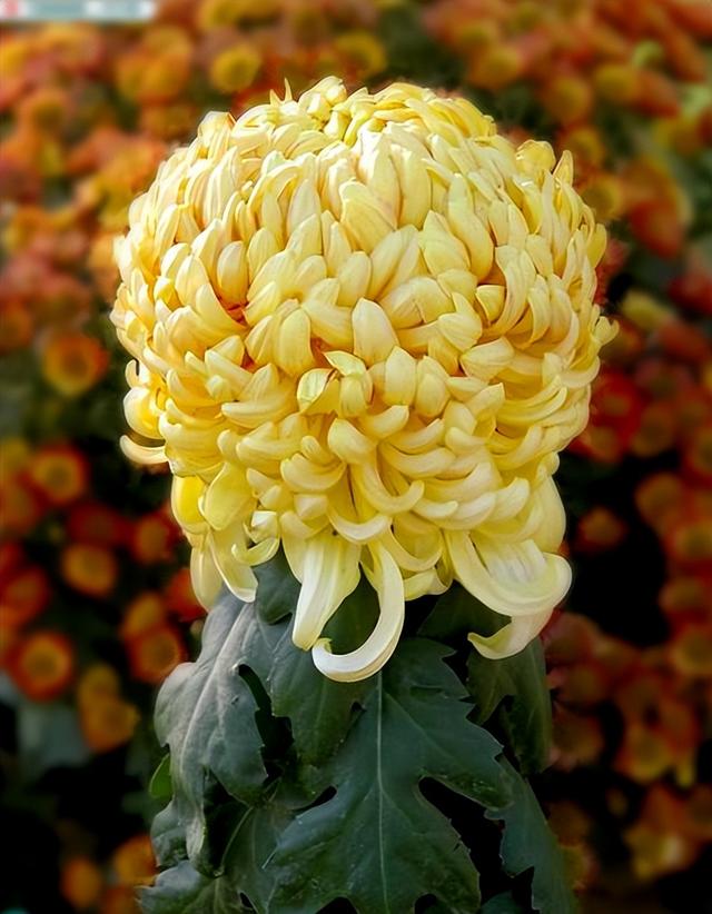 十大传统名菊中的西湖柳月你见过吗?