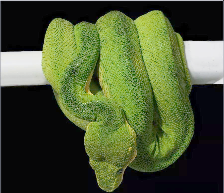 探秘迷人的绿树蟒世界