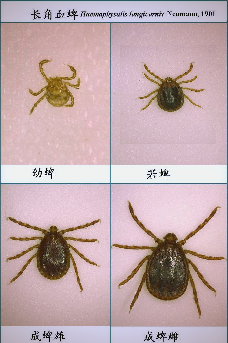 俚岛镇全面开展蜱虫病防治宣传活动,保障群众健康安全