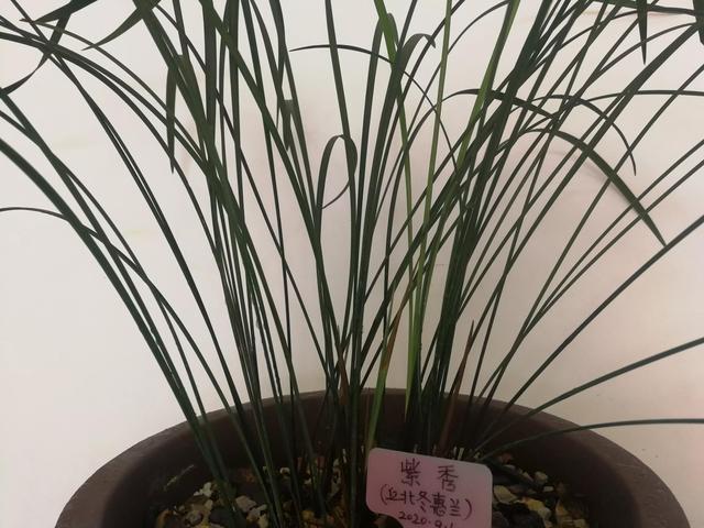 兰花界中以一个县名命名的兰花一一丘北冬蕙兰,迎接冬天的到来