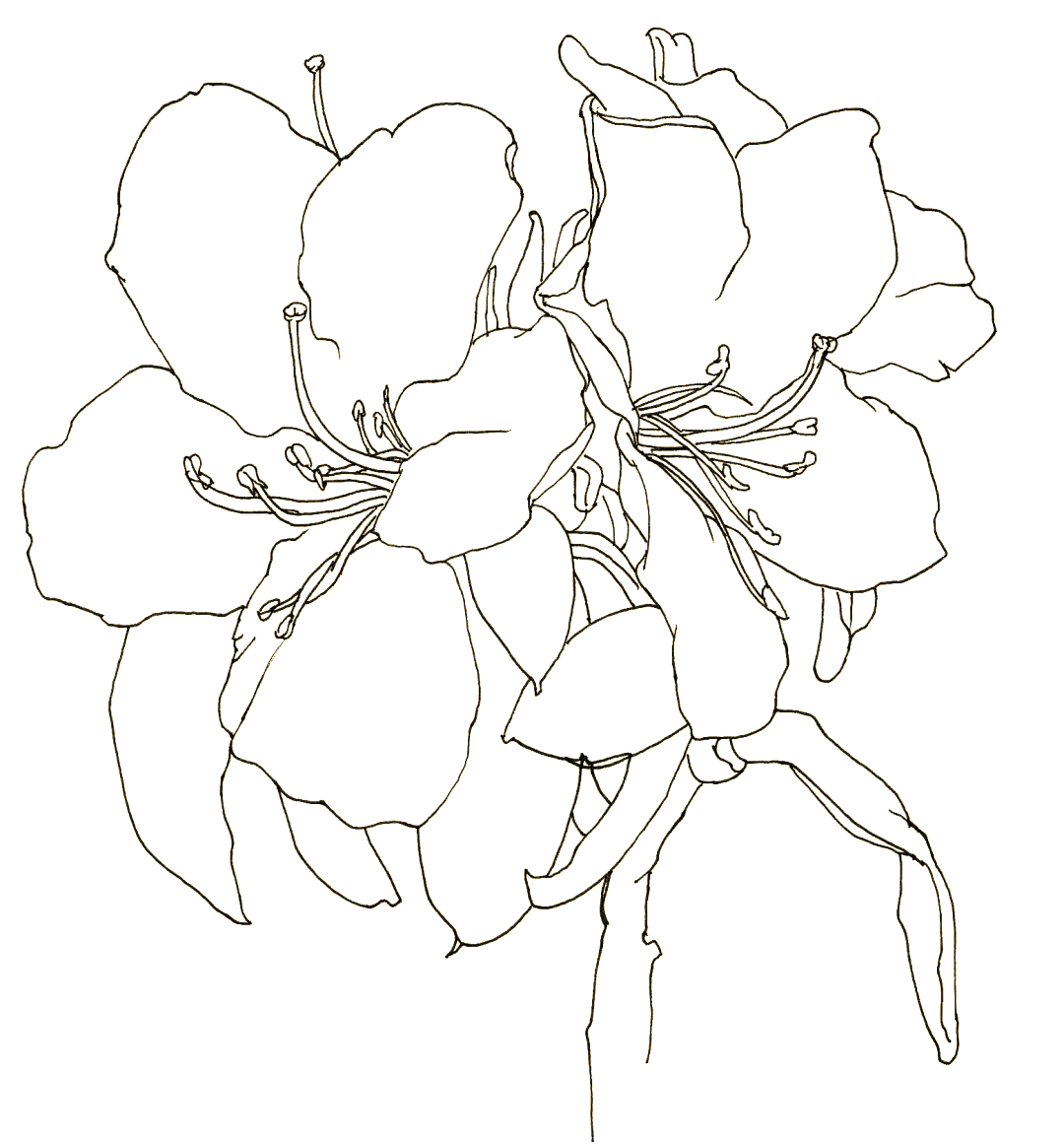 探索春季线描画:花卉的细腻与浪漫