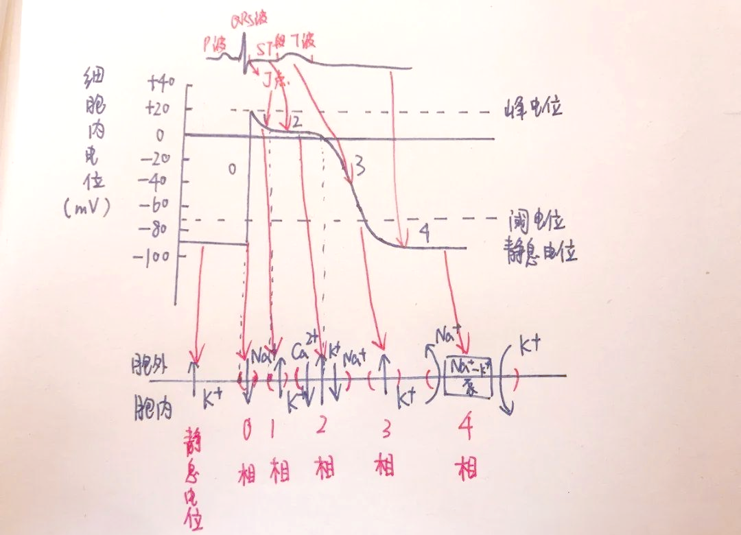 心肌细胞动作电位的产生与静息电位的维持