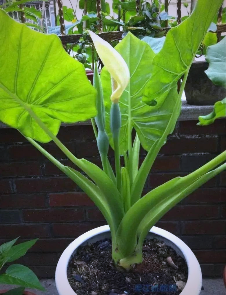 的毒性及安全养护指南