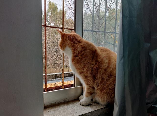 一只猫看窗外的照片图片