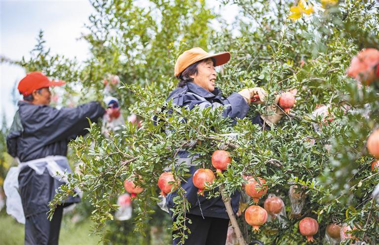 临潼石榴:新味道新形象