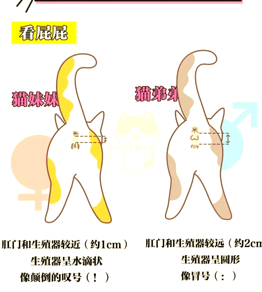 幼猫公母辨别指南:多种方法助你轻松分辨,包教包会