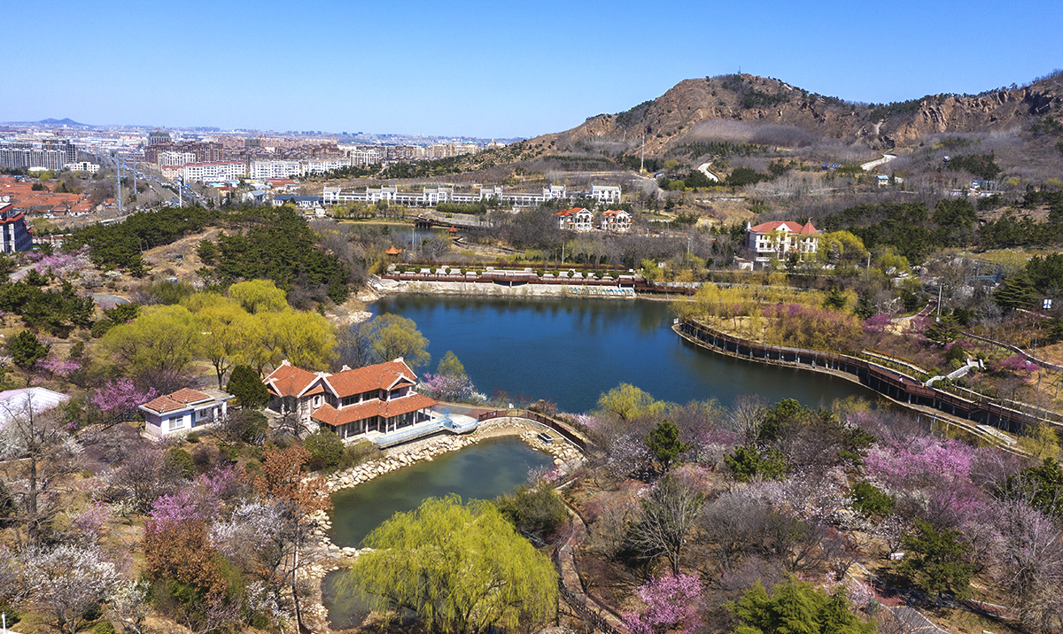 好消息!青岛梅园恢复开放,梅花盛开正当时