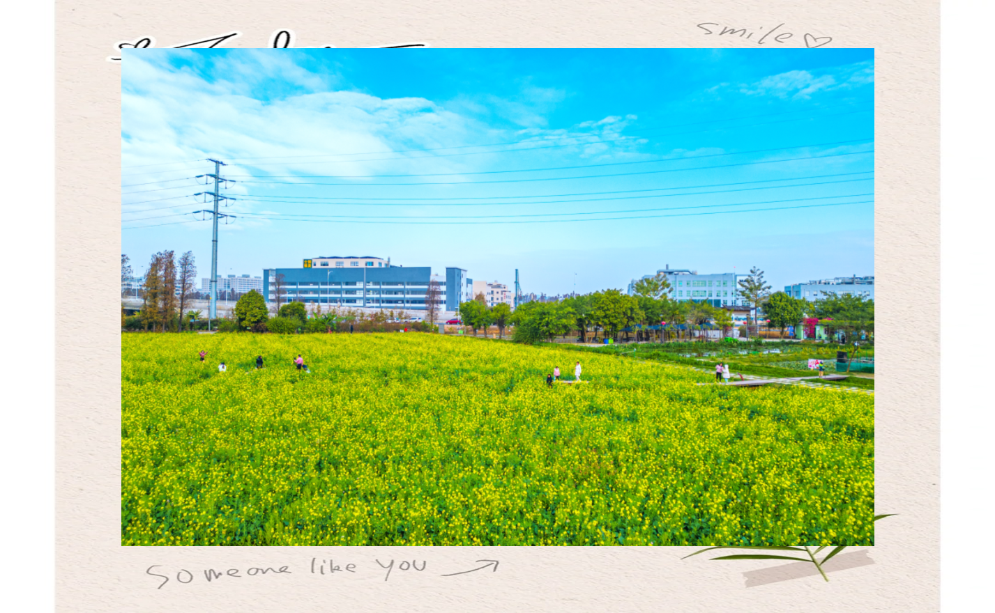 江门油菜花海绽放,踏春赏花好去处