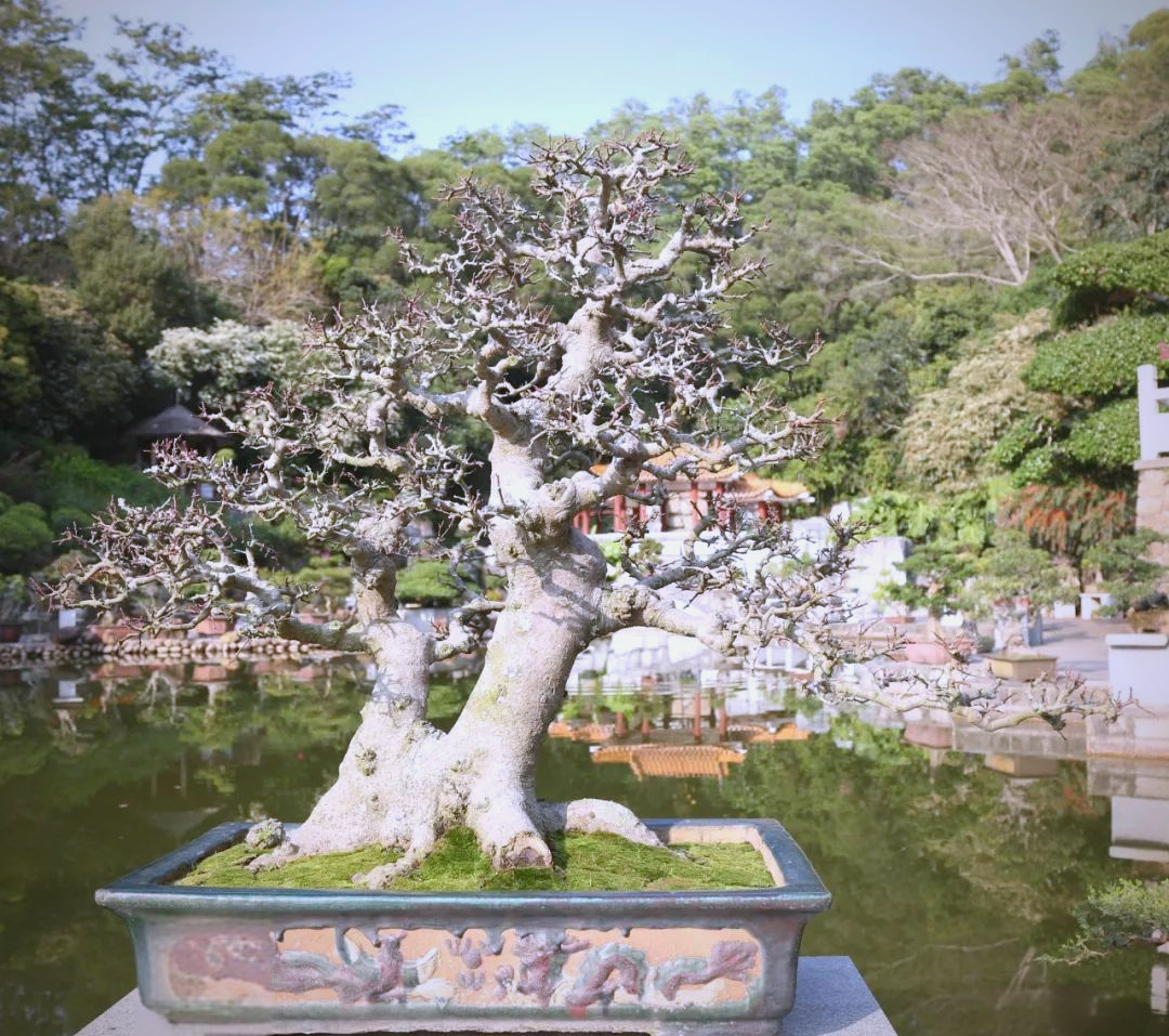 红牛盆景:探索岭南盆景中的新树种