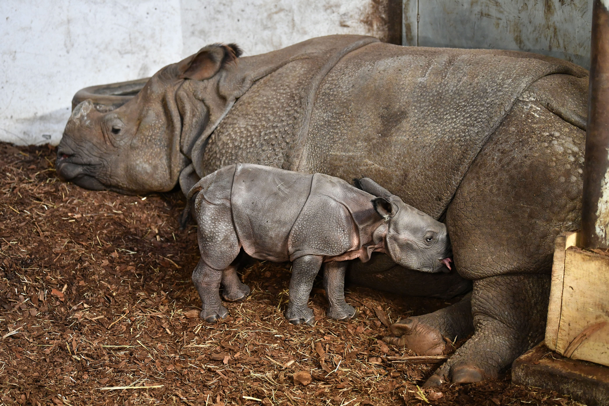 (4)新生的印度犀牛