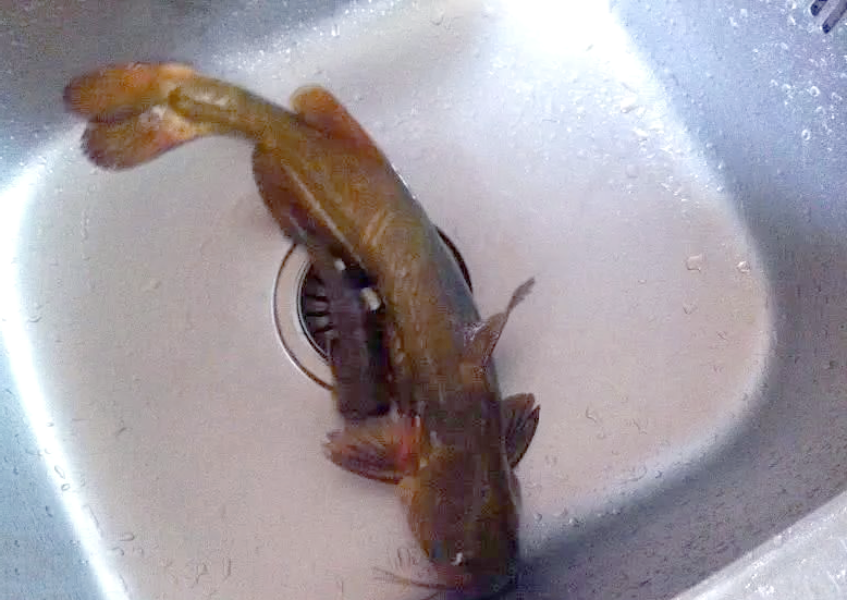 贵州角角鱼钓法与美味烹饪指南