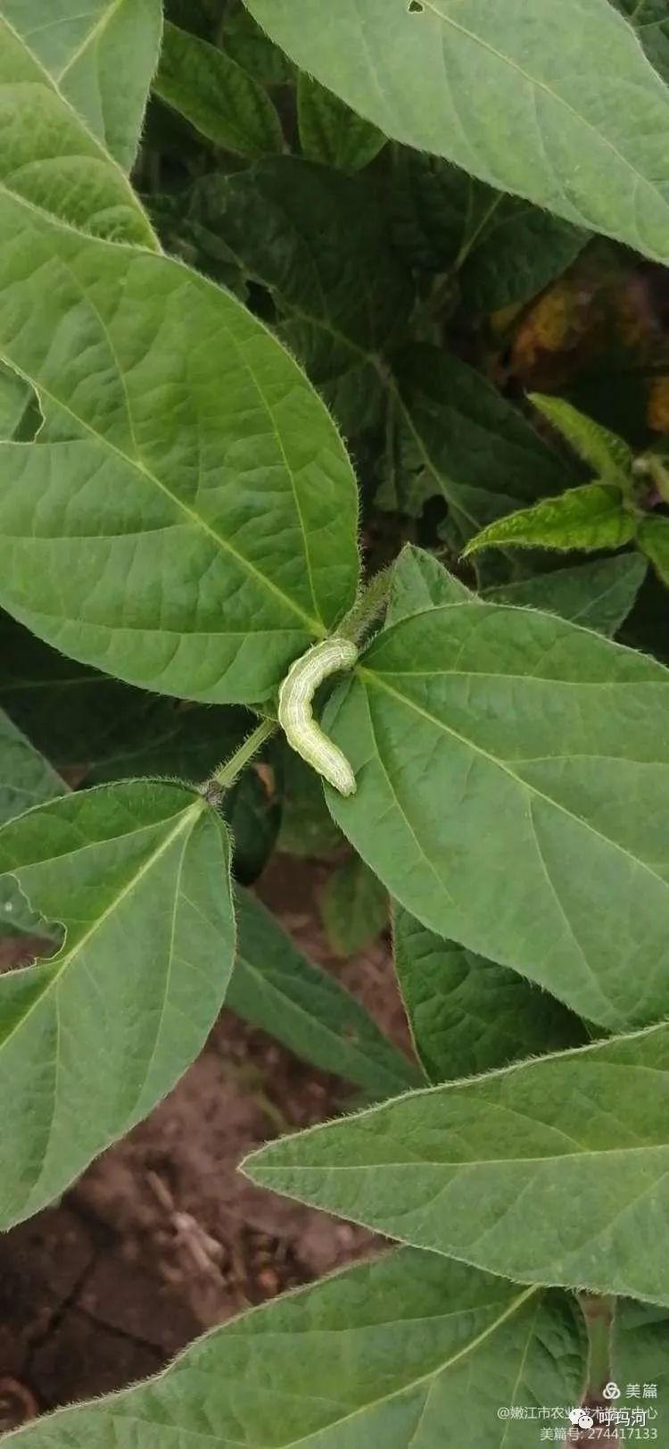 「百姓生活」苜蓿夜蛾识别与防治方法