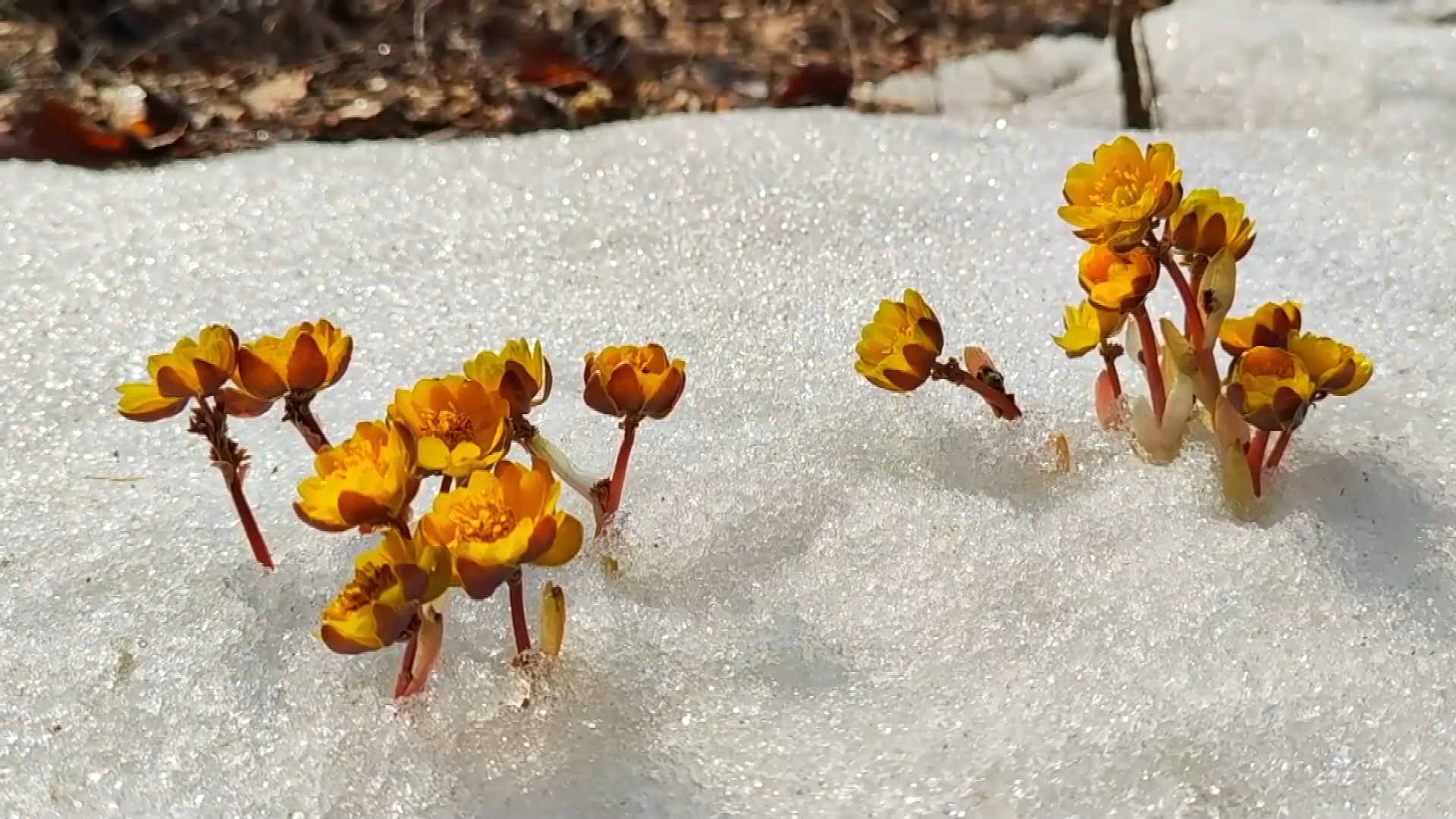 黑龙江密山 冰凌花破冰绽放