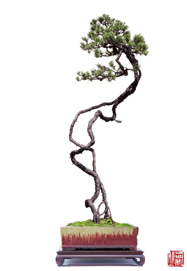 书讯—韩学年大师新著《百松千韵》作品赏析