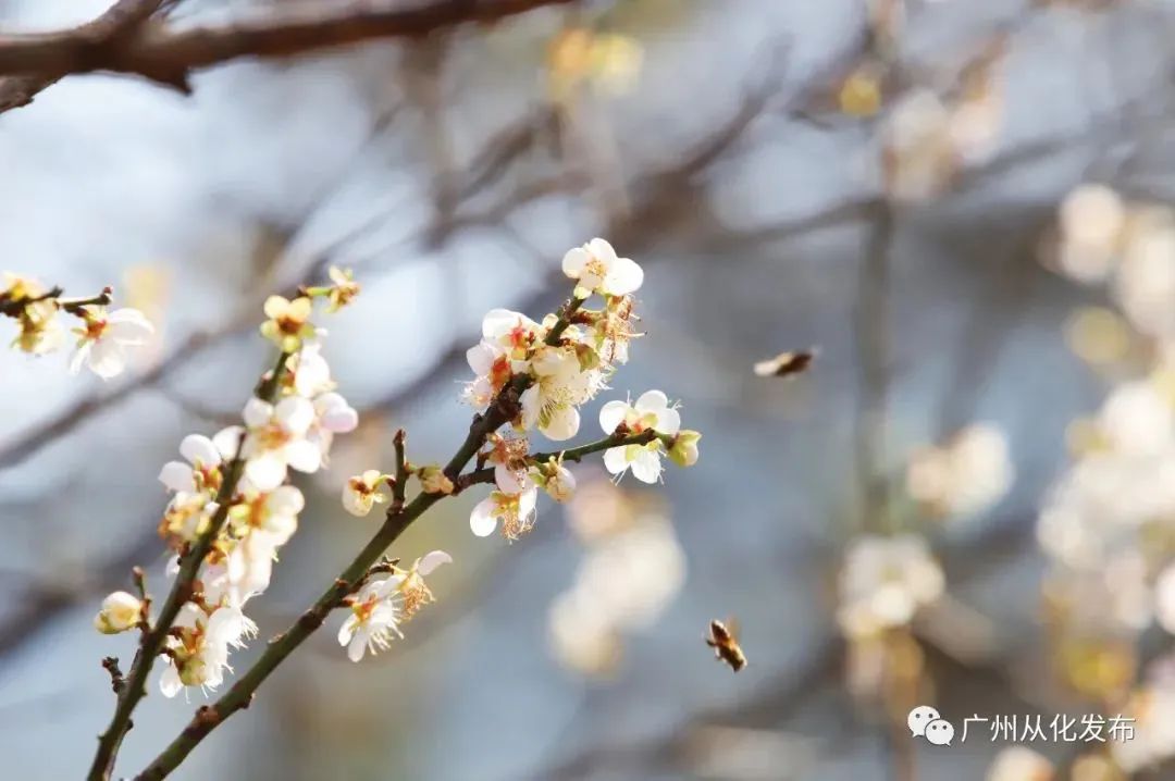 煙花秀嘉年華錦鯉遊廣州元旦假期活動安排上了