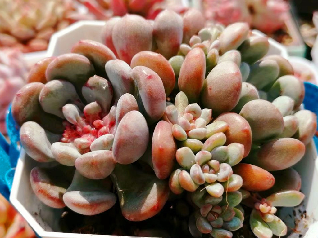 可爱的粉红胖多肉,父母都是明星,它却默默无闻,只因好养爱爆头