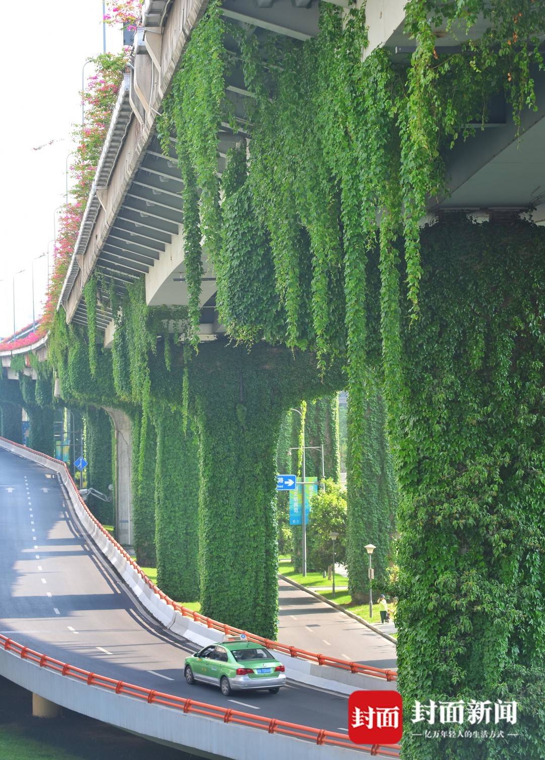 初夏将至 成都二环高架又披上绿装 迎接夏天|图集
