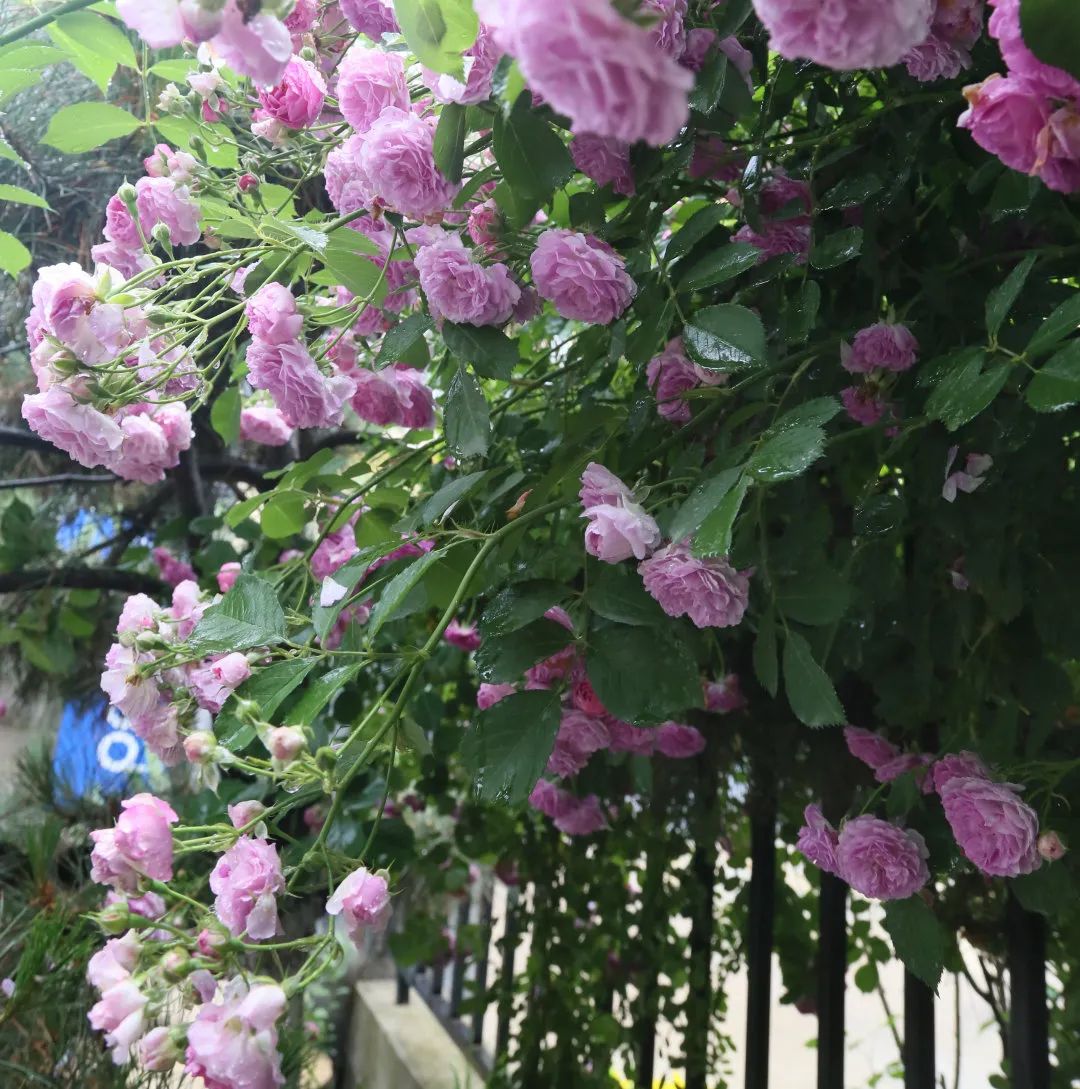 公园的蔷薇花爱丽丝仙境构筑的梦境中仿佛置身于轻抚朵朵蔷薇听鸟儿的