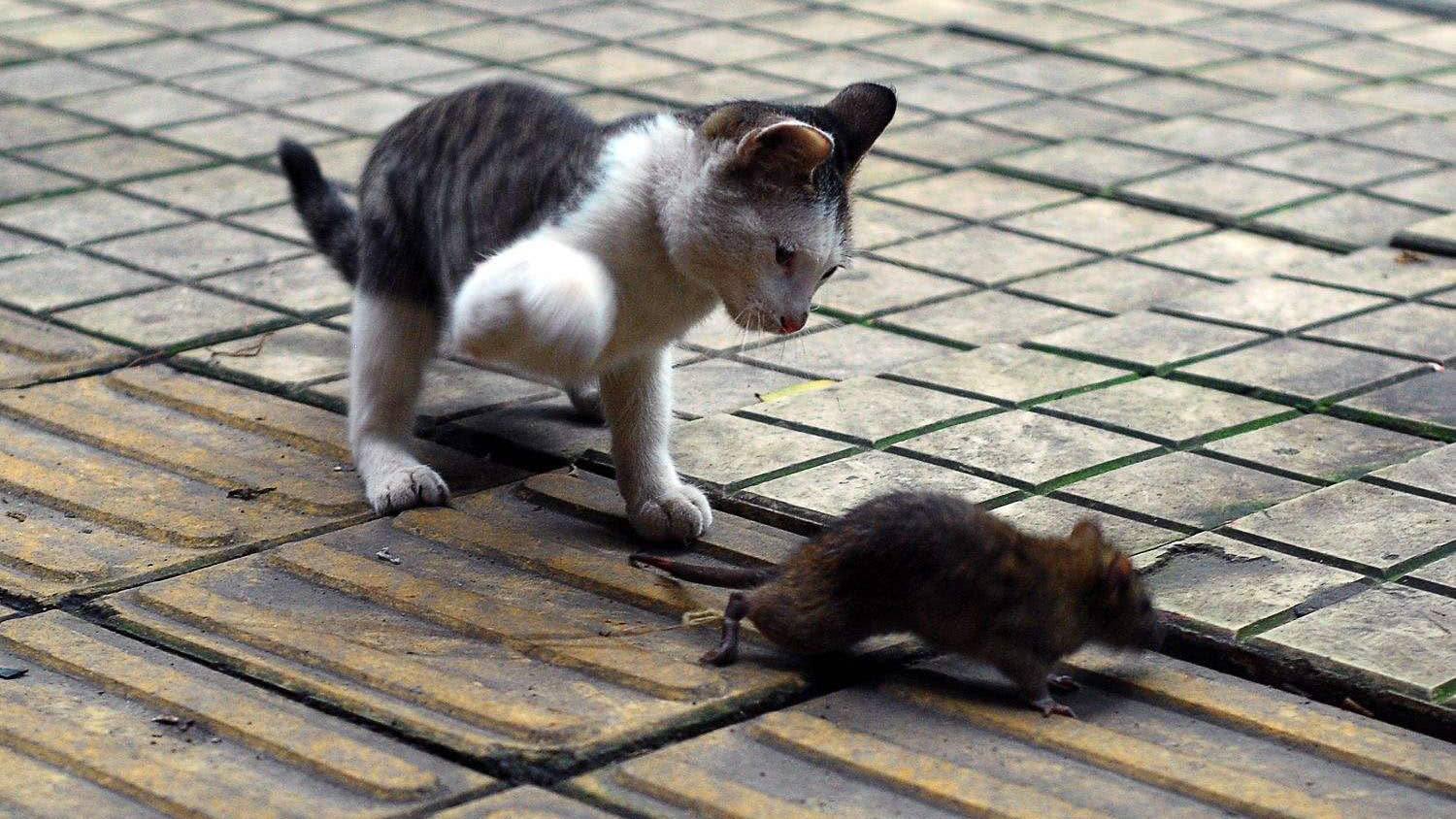 小猫捉老鼠的身手敏捷