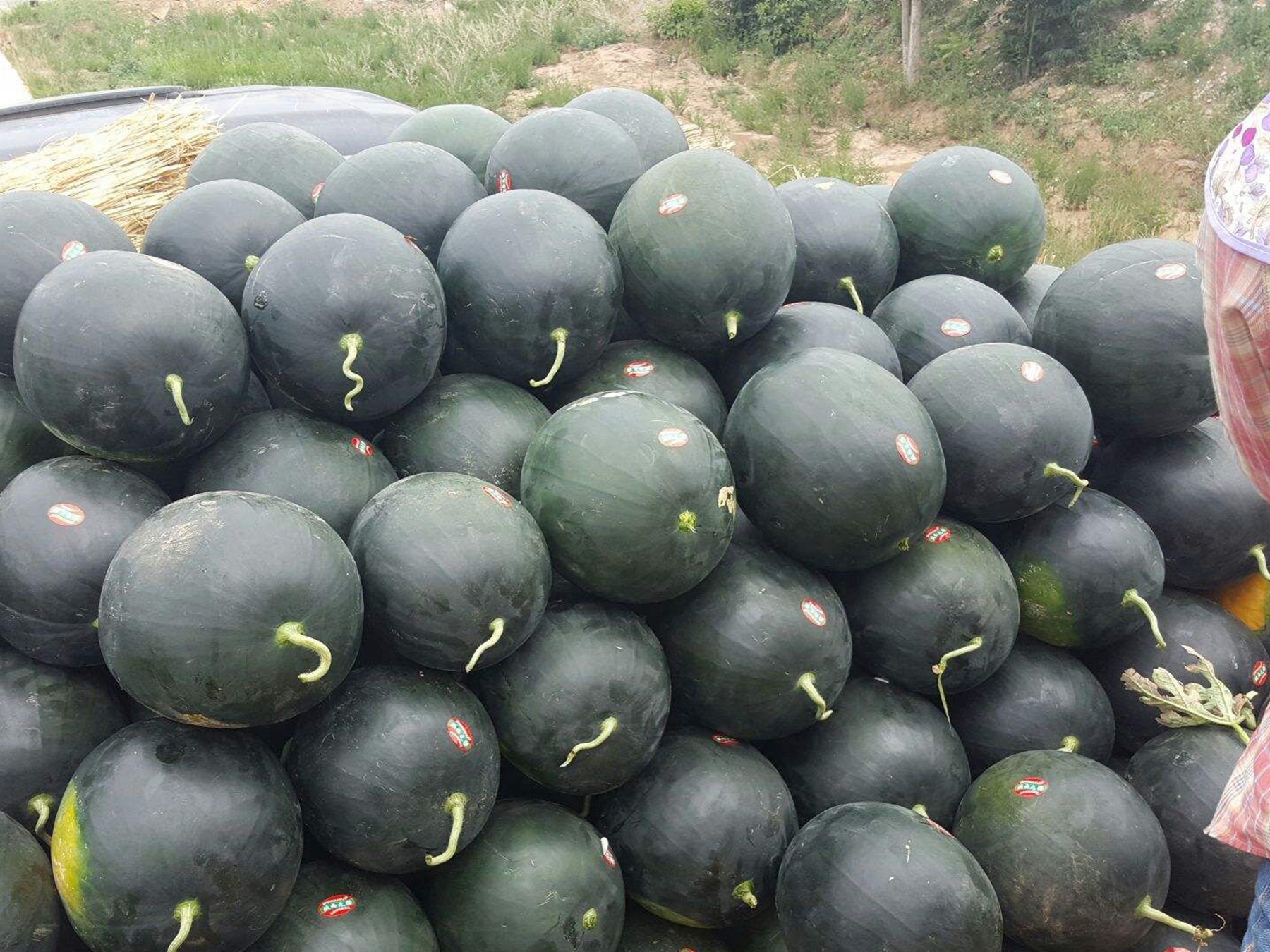 80年代畅销的黑皮西瓜为啥不见了?瓜农说出了实情,原因令人惋惜