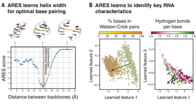 斯坦福团队AI算法精准预测RNA三维结构，论文为Science当期封面