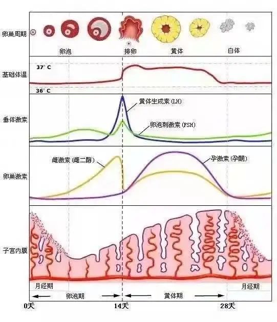 「医聊」雌激素和孕激素的"宫斗",决定子宫健康
