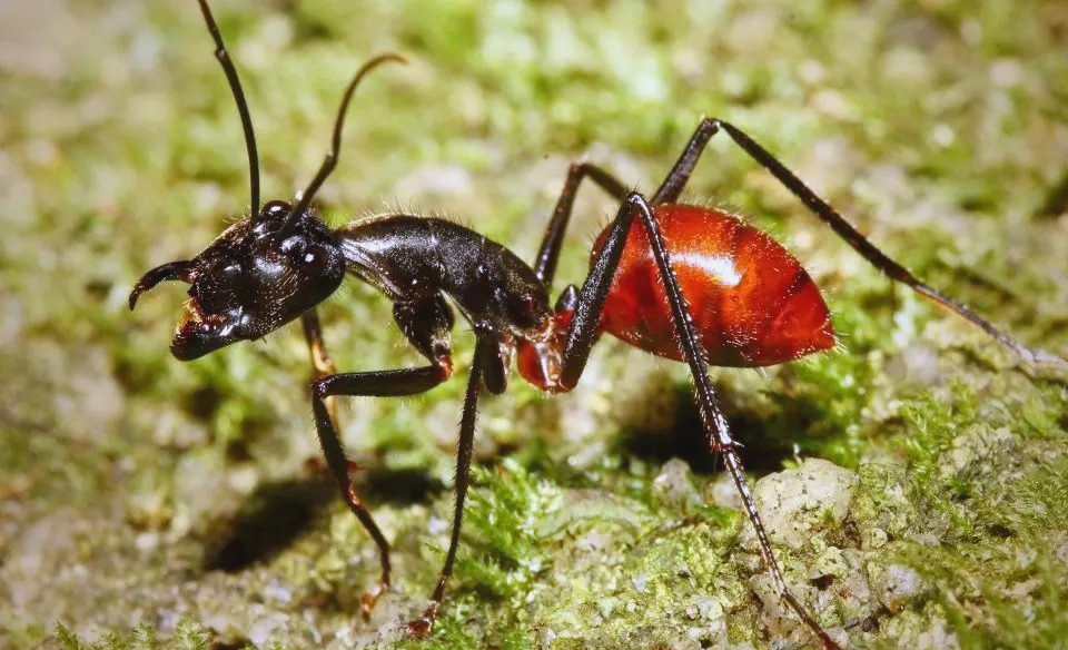 巨人弓背蚁:世界上体型庞大的蚂蚁种类