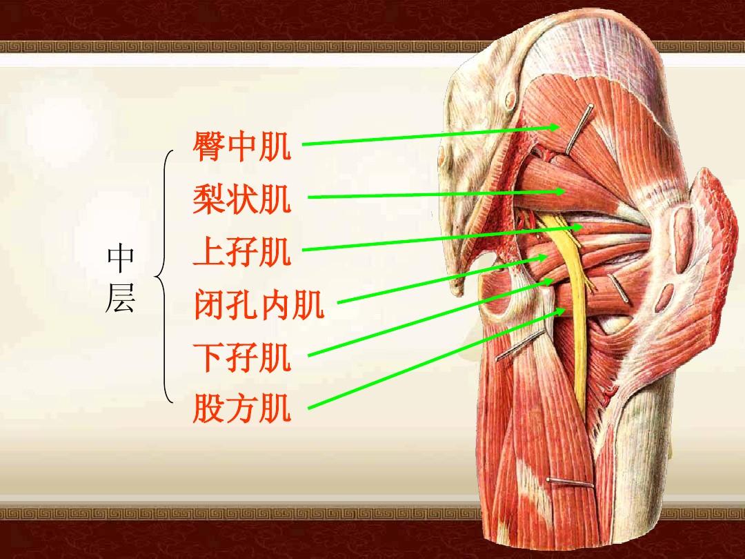 梨状肌解剖及触发点