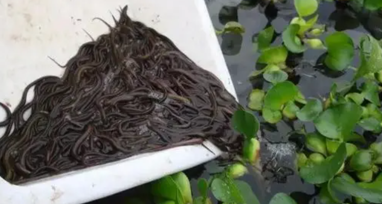 黄鳝水花苗怎么养