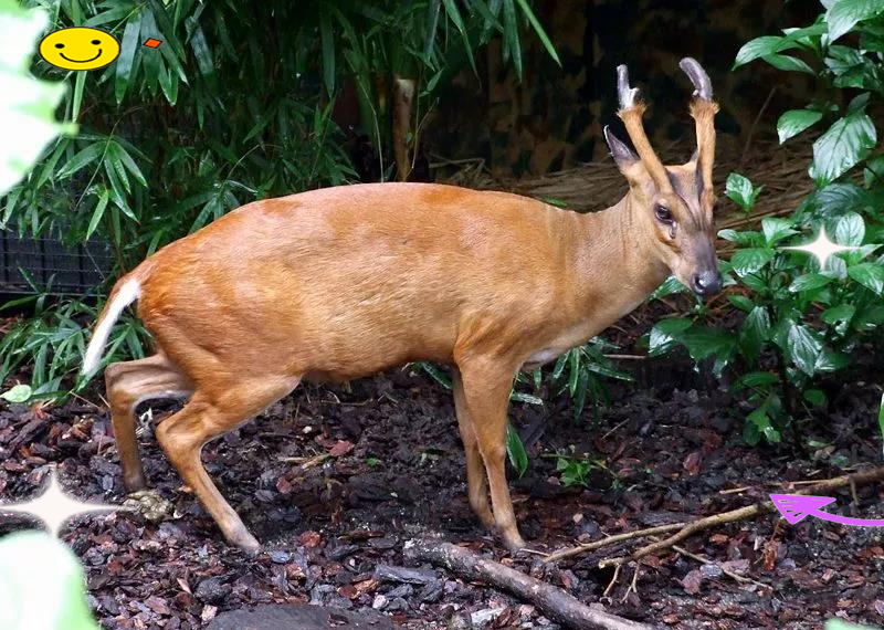 黄猄在我国的主要分布区域集中在东南,华南和西南地区,包括广东,广西