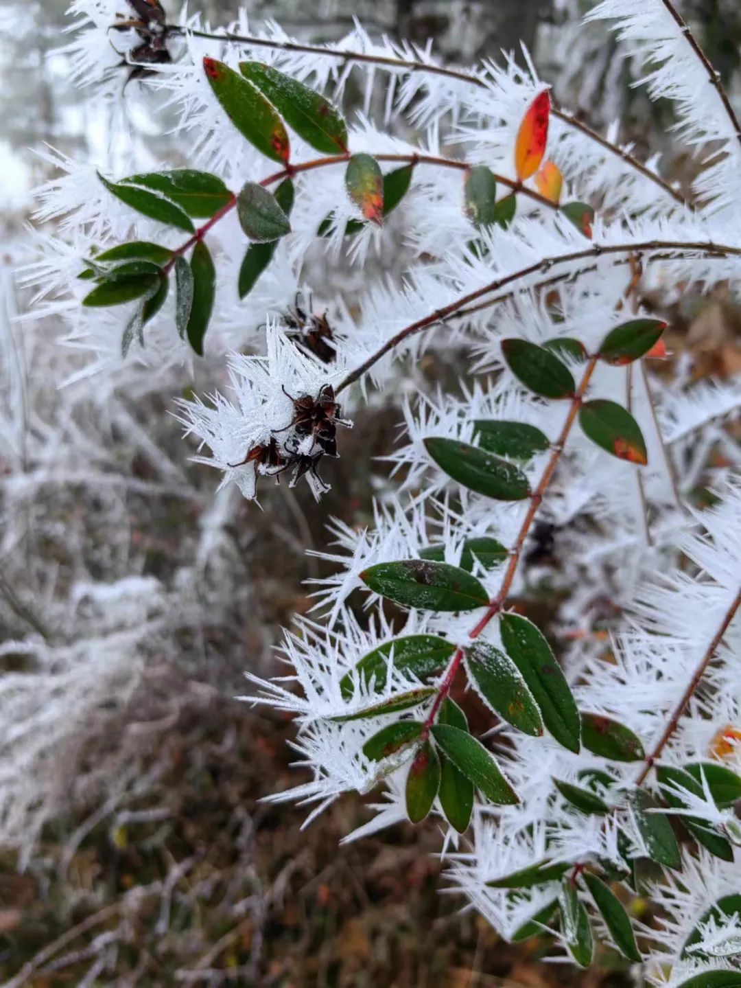 12月16日,威寧縣雪山鎮和觀風海鎮出現凝凍天氣.祿奕榮,陳松拍攝.