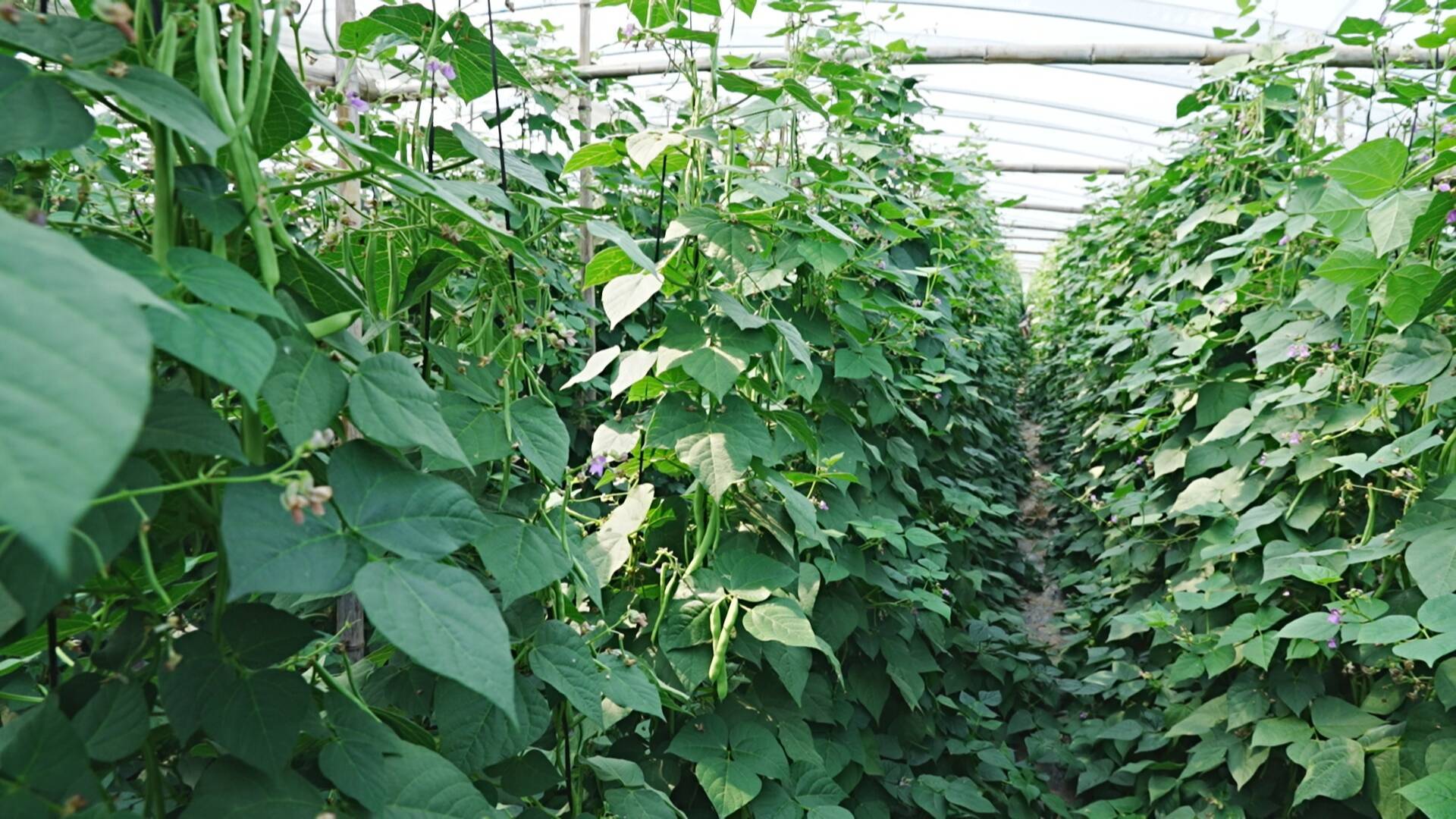 成武:芸豆成为了农民增收的"金豆豆"