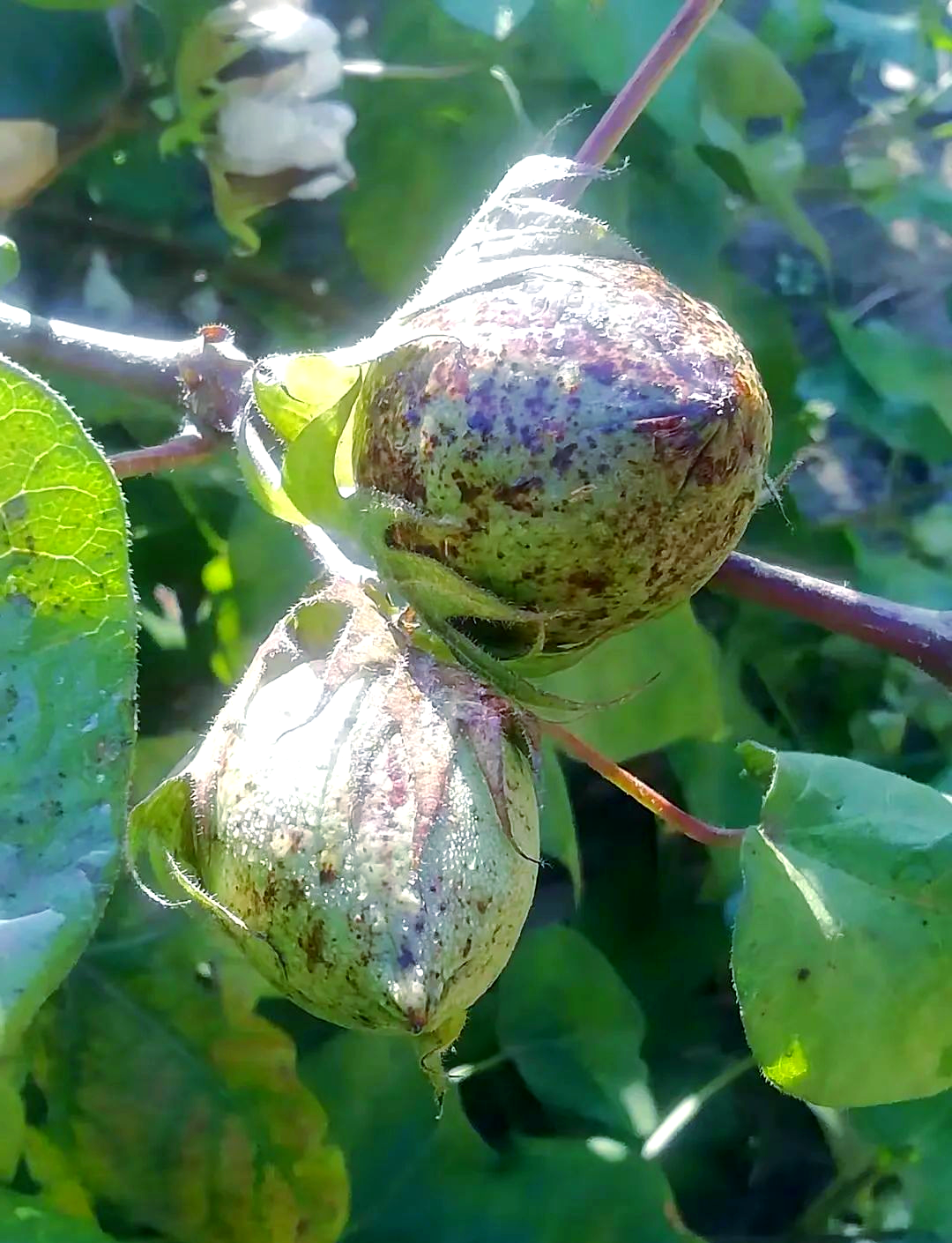 棉花:温暖如亲,貌美如花的植物之星