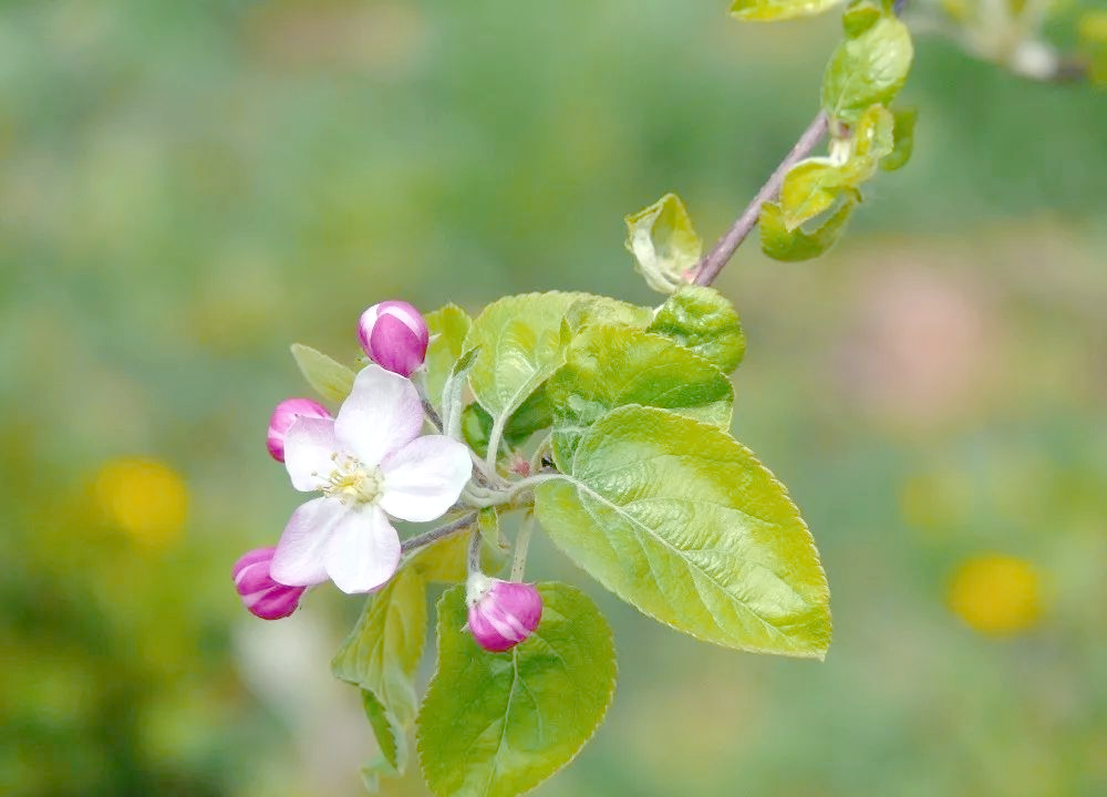 苹果花:外表美丽却暗藏危险的生日花