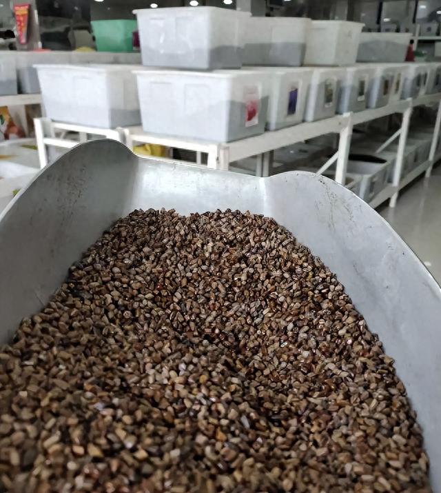 伞房决明种子能发芽吗