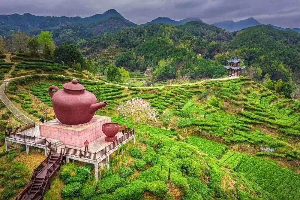 英山大别茶访图片