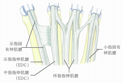 手部肌腱分布图图片