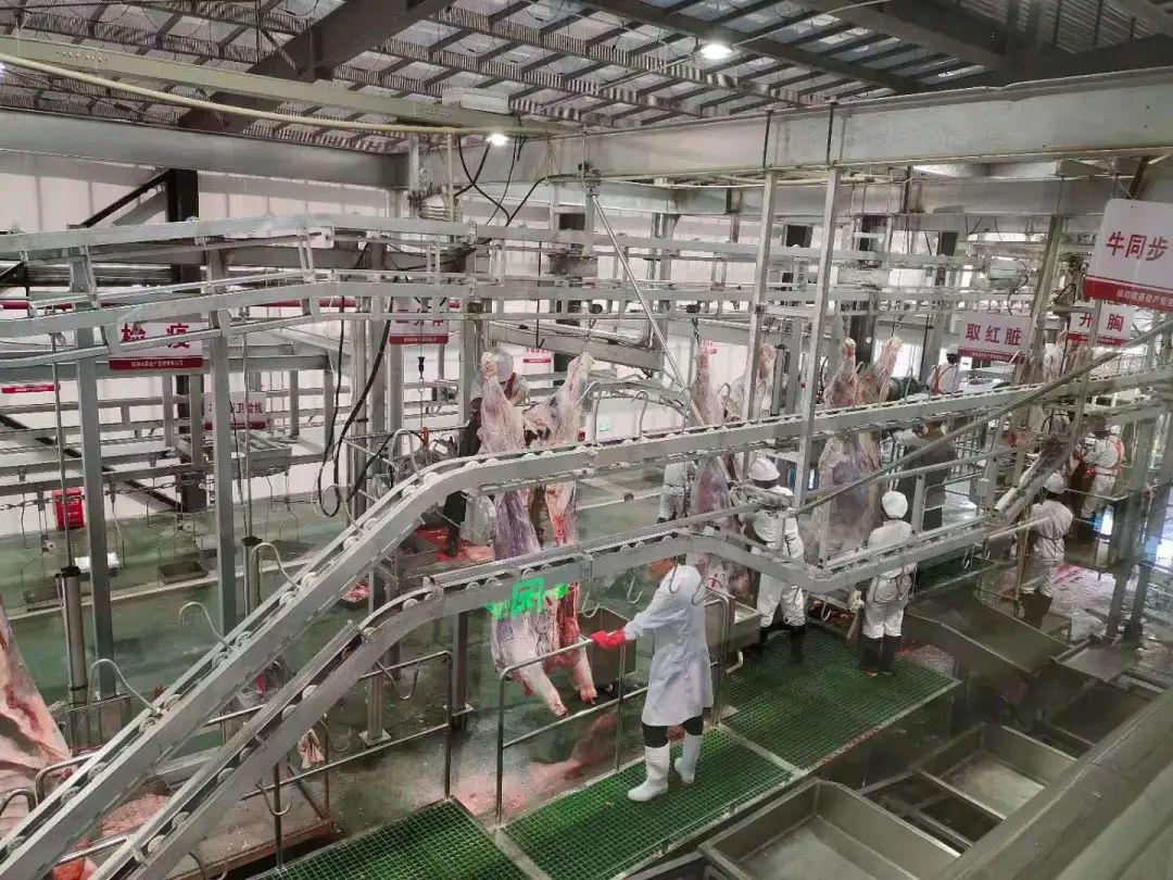 资金帮扶,基地投产……普陀送这里的生态牛羊肉走出山区